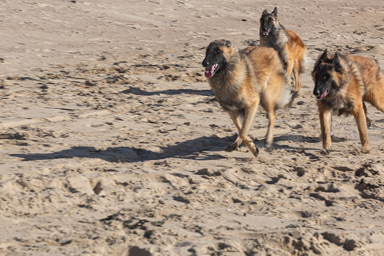 Wandeling Dishoek